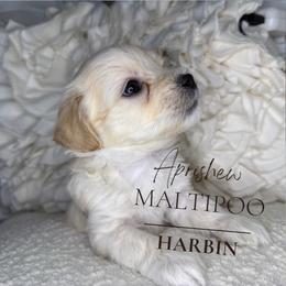 Harbin - Cream male Maltipoo puppy in Weatherford, Texas from Aprishew Maltipoo