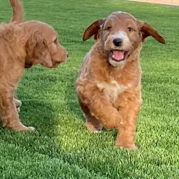 Irish Doodle and Labradoodle Puppies from Bipsi's Doodles