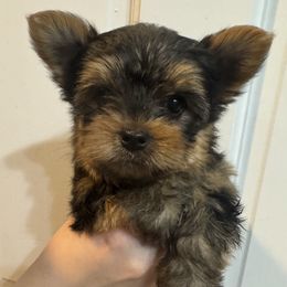 Sarabi - Black and gold female Yorkshire Terrier puppy in Highland, Arkansas from Gilmore Yorkies