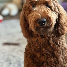 Lady Anastasia - Goldendoodle