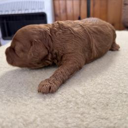 Fred - Red male Cockapoo puppy in Sheridan, Missouri from Shepherdsfold’s Cockapoos