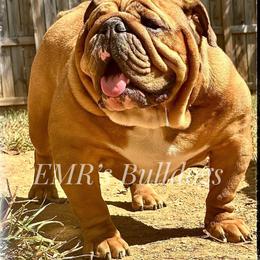 Bulldog puppies from EMR’s Bulldogs