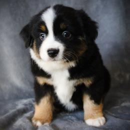 Flicka - Black tri female Miniature Australian Shepherd puppy in Menomonee Falls, Wisconsin from Hunt N Oaks