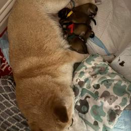 Shiba Inu puppies from Shiba Inn