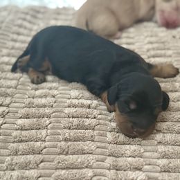Boone - Black and tan male Dachshund puppy in Stoutland, Missouri from Farmhouse Dachshunds