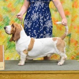 Bronx - Basset Hound