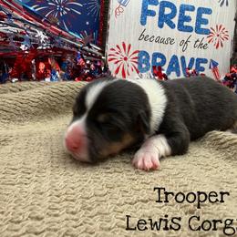 Trooper - Black and tan male Pembroke Welsh Corgi puppy in Purcell, Oklahoma from Lewis Aussie’s & Corgi’s