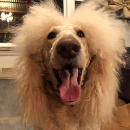 Bernie - Poodle