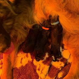 Jeckl - Black and red male German Shepherd puppy in Garland, Maine from Vom Schön Traumhund