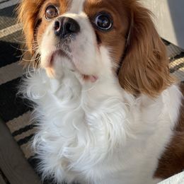 Harley - Cavalier King Charles Spaniel