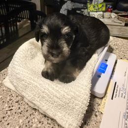 Big Giant - Black male Miniature Schnauzer puppy in New Bern, North Carolina from DJS Delightful Miniature Schnauzers