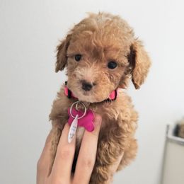Ballet - Red  female Goldendoodle puppy in Pittsburg, Texas from Grace Springs Goldendoodles