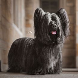 Skye Terriers from Anamchara Skye Terriers