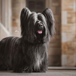 Skye Terriers from Anamchara Skye Terriers