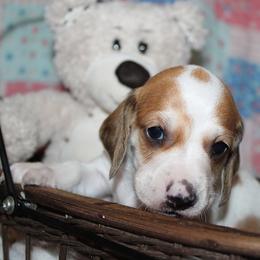 Boy 3 - Piebald male Dachshund puppy in Craig, Colorado from Rocky Mountain Shih Tzus and Dry Creek Miniature Dachshunds