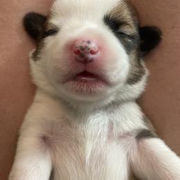 Pembroke Welsh Corgi Puppies from Annwyl McCorgis