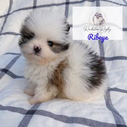 Ribeye - Tri-colored male Pomeranian puppy in Morgan, Utah from Rockstar Rigby Pomeranians