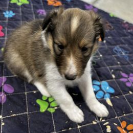 Pink - White and sable female Shetland Sheepdog puppy in Fontanelle, Iowa from Jensen Farms Shelties