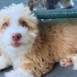 Sienna - Yellow and white female Bernedoodle puppy in Port Saint Lucie, Florida from Eastside Paws LLC