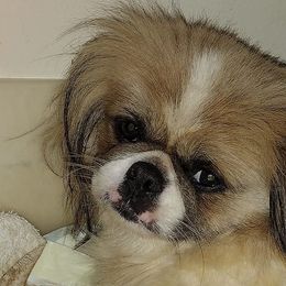 Pekingese from Pekaboo Pekingese