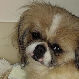 Pekingese from Pekaboo Pekingese