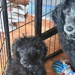 Cami - Silver Poodle puppy in Lebanon, Ohio from Lucky's Legacy