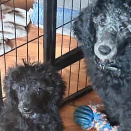 Cami - Silver Poodle puppy in Lebanon, Ohio from Lucky's Legacy