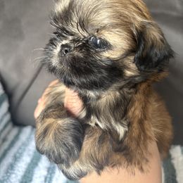 Yellow girl - Tricolor female Shih Tzu puppy in Lakeland, Florida from Sunshine Shih Tzus