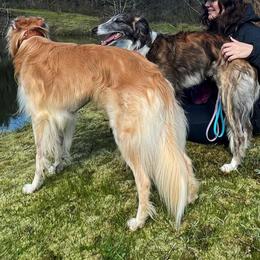 Silken Windhounds from Eventide Hounds
