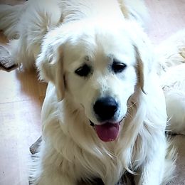 Shasta - Golden Retriever