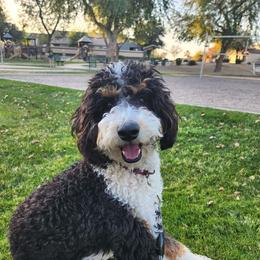 Bernie - Bernedoodle