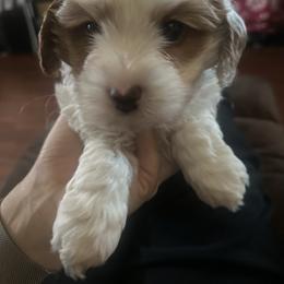 Donald (orange collar) - Blenheim male Cavapoo puppy in Modesto, California from Molly n Friends