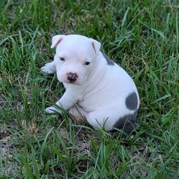 Girl 1 - Blue female American Staffordshire Terrier puppy in Conley, Georgia from Cicero Kennels
