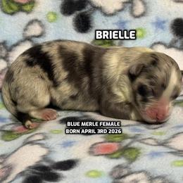 BRIELLE - Blue merle female Australian Shepherd puppy in Bethany, Connecticut from Wynter Thyme Manor Australian shepherds