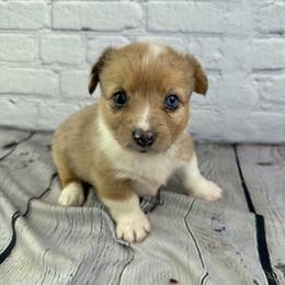 Miracle - Brindle merle and white female American Corgi puppy in Waskom, Texas from Piney Woods Corgis
