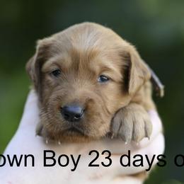 Brown Boy - Dark golden male Golden Retriever puppy in Gonzales, Louisiana from True Grit Golden Retrievers