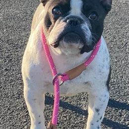 French Bulldogs from Charisma French Bulldogs