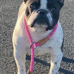 French Bulldogs from Charisma French Bulldogs