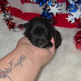 Forky - Black and tan male Pomeranian puppy in Buckeye, Arizona from BL Poms Heaven