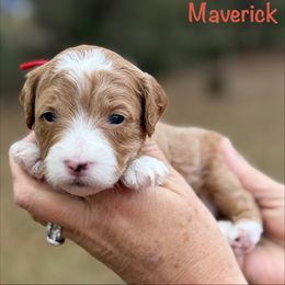 Noel - Red  male Goldendoodle puppy in Newnan, Georgia from Wagging Tailz Pups