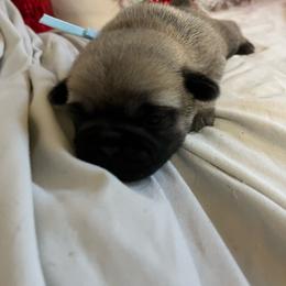 Sam - Fawn male Pug puppy in South Carolina from Best Carolina Pugs