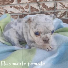 Girl 4 - Tricolors female French Bulldog puppy in Nixa Or Houston, Missouri from Pistol Creek Puppies