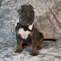 Fester - Blue tri-color male American Bully puppy in Fairbanks, Alaska from Alaska Rose Kennels