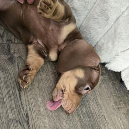 Reeses - Chocolate and cream male Dachshund puppy in Price, Utah from Stone Kennels