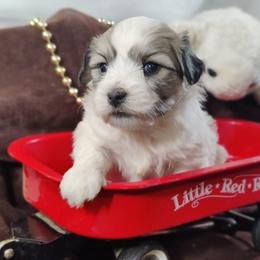Forrest - Tri-color male Coton de Tulear puppy in Westfield, North Carolina from Legacy Pets