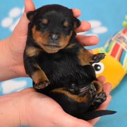 Drago - Black and mahogany male Rottweiler puppy in Catawissa, Pennsylvania from Sharp Ridge Rottweilers