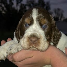 Dory - Tri-Roan female English Springer Spaniel puppy in Florida from Thunderbird Springers