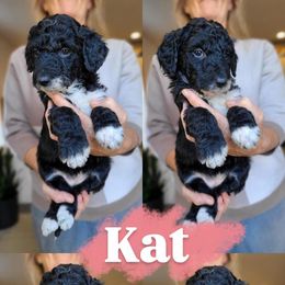 Kat - Black and white female Bernedoodle puppy in Wagener, South Carolina from Noble Friend Breeders LLC