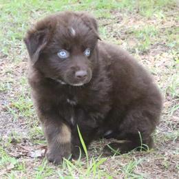 Sprout - Red tri-color male Australian Shepherd puppy in Macon, Georgia from Shaina’s Shepherds