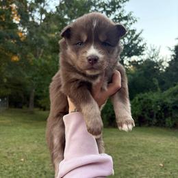 Girl 4 - Red and white female Siberian Husky puppy in Jonesborough, Tennessee from Dry Creek Siberians